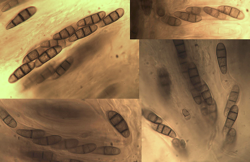 Hysterium angustatum